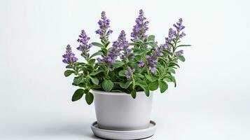 Photo of Catmint flower in pot isolated on white background. Generative AI