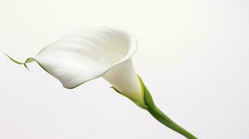 Photo of beautiful Zantedeschia Calla flower isolated on white background. Generative AI