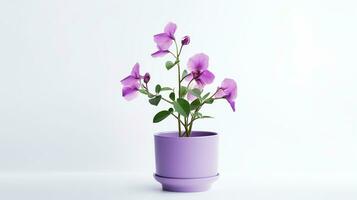 Photo of Sweet Pea flower in pot isolated on white background. Generative AI