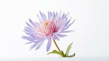 Photo of beautiful Everlasting flower isolated on white background. Generative AI