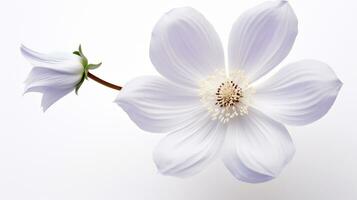 Photo of beautiful Windflower isolated on white background. Generative AI