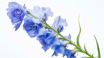 Photo of beautiful Delphinium flower isolated on white background. Generative AI