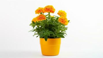 Photo of Marigold flower in pot isolated on white background. Generative AI