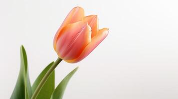 Photo of beautiful Tulip flower isolated on white background. Generative AI