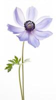 Photo of beautiful Anemone flower isolated on white background. Generative AI