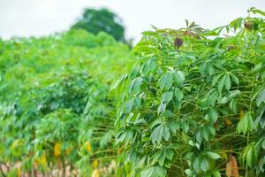 cassava, in cassava fields in the rainy season, has greenery and freshness. Shows the fertility of the soil, green cassava leaf photo