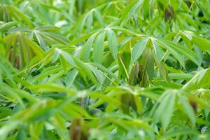 cassava, in cassava fields in the rainy season, has greenery and freshness. Shows the fertility of the soil, green cassava leaf photo