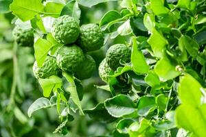 Fresh green bergamot fruit hanging from branch. bergamot tree garden and healthy food concept, group of bergamot,Bergamot medicinal plants with many photo