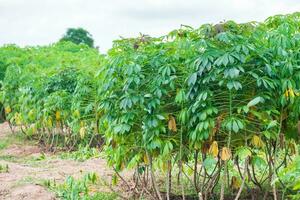 la yuca, en los campos de yuca en época de lluvias, tiene verdor y frescura. muestra la fertilidad del suelo, hoja de mandioca verde foto