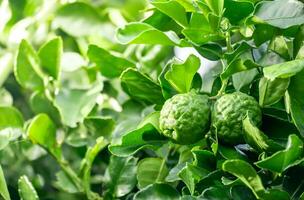 Fresh green bergamot fruit hanging from branch. bergamot tree garden and healthy food concept, group of bergamot,Bergamot medicinal plants with many photo