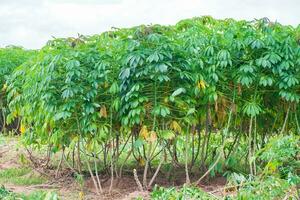 cassava, in cassava fields in the rainy season, has greenery and freshness. Shows the fertility of the soil, green cassava leaf photo