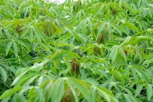 cassava, in cassava fields in the rainy season, has greenery and freshness. Shows the fertility of the soil, green cassava leaf photo