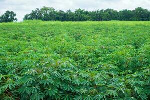 la yuca, en los campos de yuca en época de lluvias, tiene verdor y frescura. muestra la fertilidad del suelo, hoja de mandioca verde foto