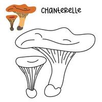 Contour and color drawing of an edible mushroom chanterelle with names for coloring. Isolated vector flat illustration. Edible mushrooms in forests, large and small, study, play, creativity on white