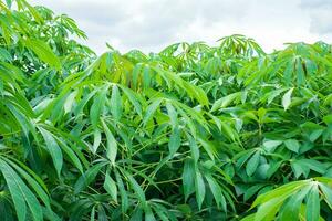 cassava, in cassava fields in the rainy season, has greenery and freshness. Shows the fertility of the soil, green cassava leaf photo