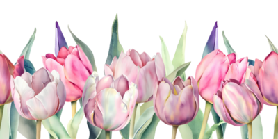 AI Generative.  Seamless border of watercolor tulips flowers. Floral design for greeting cards, banners, posters png