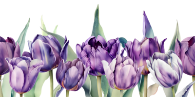 AI Generative. Seamless border of watercolor tulips flowers. Floral design for greeting cards, banners, posters png