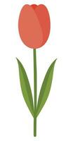 Illustration of a cartoon cute pink tulip. vector