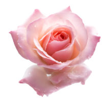 Dew drop on pink rose flower for Plant and Floral. AI Generated png