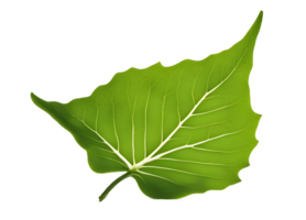 Green leaf for Plant and Floral. AI Generated png