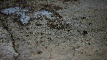 muitos formigas comovente em volta. Preto formigas, pequeno floresta formigas mover ao longo seus caminho, animal inseto animais selvagens video