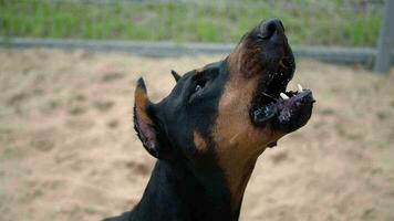 portrait de une dobermann. video