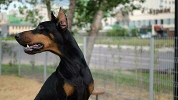 portrait de une dobermann. video