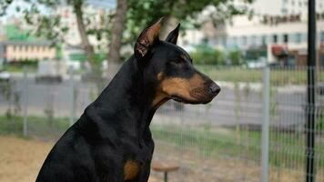 portrait de une dobermann. video