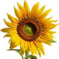 girasol. ai generado png