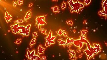 Autumn maple leaves video