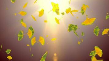 feuilles particule effet video