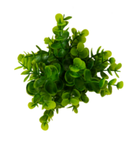 natural verde planta aislado elemento png