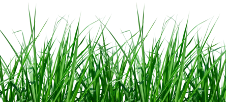 natural green grass border isolated png