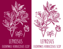 ritningar leprosus. hand dragen illustration. latin namn euonymus verrucosus l. png