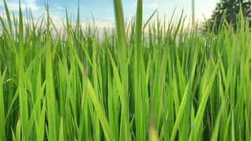 vidéo paysage de vert cultures et champ. 4k vidéo agrafe de agriculture et agriculteur avec ensemencement de riz, Jeune plante et champ. riz champ et les terres agricoles. Thaïlande agriculture et ferme dans Asie. video