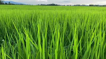 video landschap van groen gewassen en veld. 4k video klem van landbouw en landbouwer met zaaien van rijst, jong fabriek en veld. rijst- veld- en landbouwgrond. Thailand landbouw en boerderij in Azië.