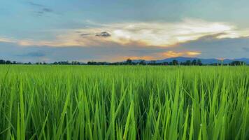 video landskap av grön gröda och fält. 4k video klämma av jordbruk och agriculturist med ympning av ris, ung växt och fält. ris fält och jordbruksmark. thailand lantbruk och bruka i Asien.