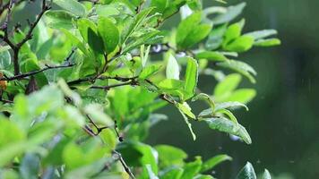 Beautiful rain drops falling on to tree slow motion video