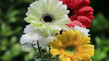 Bouquet of gerbera flowers slow motion video with the nature bokeh background