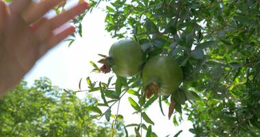 Woman with cell shooting pomegranates on the tree video