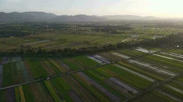 Aerial view of morning in rice field Indonesia video