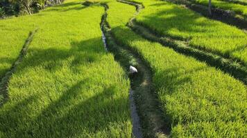 Aerial view of a farmer in a rice terrace in Yogyakarta, Indonesia video