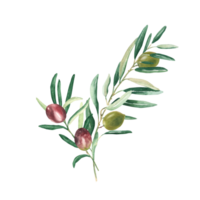 aceituna ramas ramo de flores con verde y rojo Olivos. acuarela mano dibujado botánico ilustración. lata ser usado para tarjetas, menú, logotipos, cosmético, comida embalaje diseño png