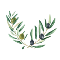 Olive branches bouquet with green and black olives. Watercolor hand drawn botanical illustration. Can be used for cards, menu, logos, cosmetic, food packaging design png