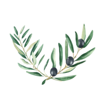 Olive Strauß, Geäst mit schwarz Oliven. Aquarell Hand gezeichnet botanisch Illustration. können Sein benutzt zum Karten, Speisekarte, Logos, Kosmetik, Essen Verpackung Design png