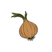 Onion with Root Hand Drawn Cartoon Style Illustration AI Generated png