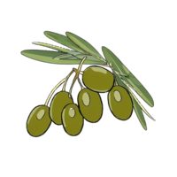 Olives Branch Hand Drawn Cartoon Style Illustration AI Generated png