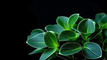 Photo of beautiful Peperomia flower isolated on white background. Generative AI