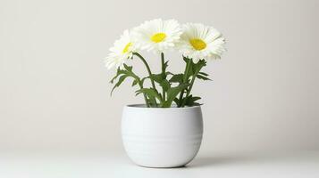 Photo of Shasta Daisy flower in pot isolated on white background. Generative AI