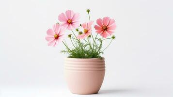 Photo of Cosmos flower in pot isolated on white background. Generative AI